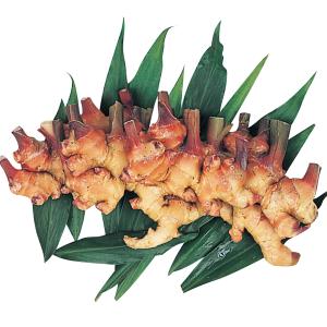 種ショウガ 金時ショウガ 500g / 生姜 しょうが 家庭菜園 自家菜園 小生姜 小ショウガ 金時生姜 人気 鮮やか 高級野菜 きんときショウガ