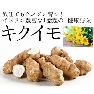 種芋 キクイモ500g / きくいも イヌリン 健康 栄養満点 栄養豊富 菊芋 菊いも 菊イモ 人気