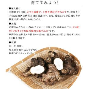 種芋 キクイモ 1kg / きくいも イヌリン...の詳細画像2