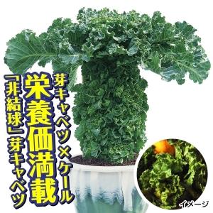 プチヴェールの商品一覧 通販 Yahoo ショッピング