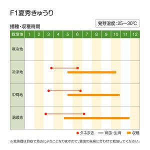 種 野菜たね キュウリ F1夏秀きゅうり 1袋...の詳細画像2