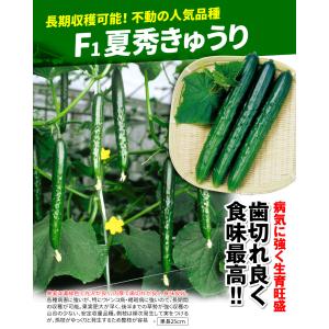 種 野菜たね キュウリ F1夏秀きゅうり 1袋...の詳細画像1