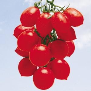 トマト ミニトマト 種 野菜たね イタリアミニトマト 1袋（0.5ml） やさいたね 国華園 こっかえん