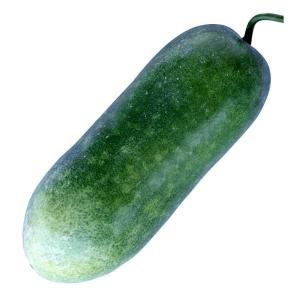 種 野菜たね ウリ 早生長冬瓜 1袋（3ml） 瓜 やさいの種 国華園