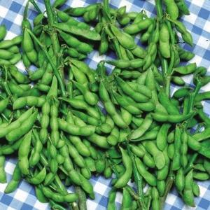 種 野菜たね エダマメ みどりゆたか 1袋（35ml） 枝豆 やさいの種 国華園