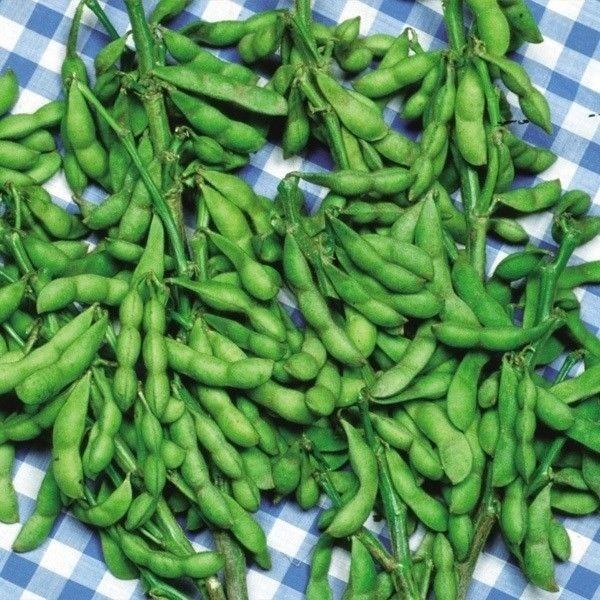 種 野菜たね エダマメ みどりゆたか 1袋（35ml） 枝豆 やさいの種 国華園