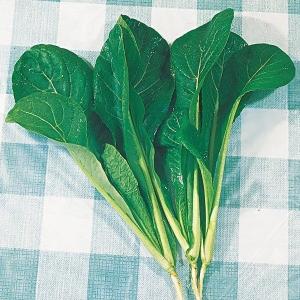 種 野菜たね 健康野菜 早生小松菜 1袋（6ml） やさいの種 国華園