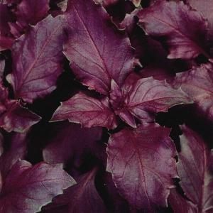 種 野菜たね ハーブ パープルバジル 1袋（2ml） やさいの種 国華園