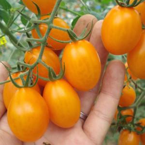 種 野菜たね ミニトマト F1ゴールデンハニー 1袋（8粒） やさいの種 国華園