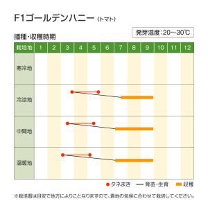 種 野菜たね ミニトマト F1ゴールデンハニー...の詳細画像1