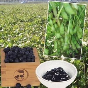種 野菜たね エダマメ 丹波黒大豆 1袋（20ml） 枝豆 たんばくろだいず やさいの種 国華園