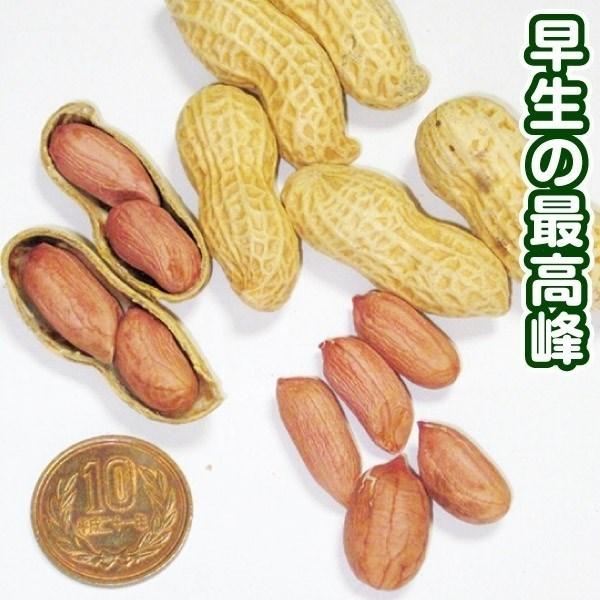 落花生 種 野菜たね ゆで落花生郷の香 1袋（30ml） マメ 豆 らっかせい やさいたね 国華園 ...