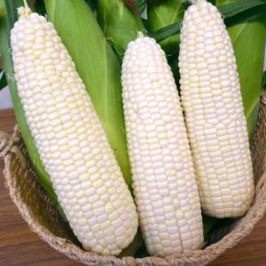 種 野菜たね トウモロコシ F1ホワイトフェスタ 1袋（30ml） ホワイトコーン 白 やさいの種 国華園