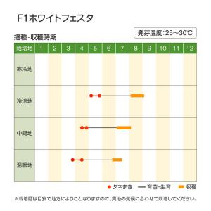 種 野菜たね トウモロコシ F1ホワイトフェス...の詳細画像4
