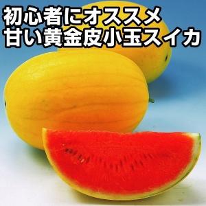 スイカ 小玉 種 野菜たね F1金俵すいか 1袋（10粒） 西瓜 やさいたね 国華園 こっかえん｜kokkaen