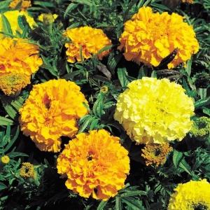 種 花たね フレンチマリーゴールド チャンピオンミックス 1袋(200mg