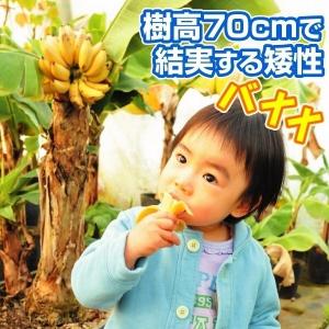 バナナ苗 ドワーフブラジリアン（矮性のマッサン、アップル） : ちた