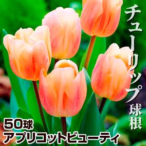 チューリップ50万円です。 楽天市場】球根 チューリップ ガンダースラプソディー 5球入り 【お