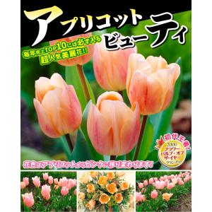 国華園 チューリップ 球根 アプリコットビュー...の詳細画像2