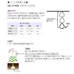 国華園 ニンニク 種球 無臭ニンニク 1kg ...の詳細画像3