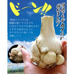 国華園 ニンニク 種球 無臭ニンニク 1kg ...の詳細画像2