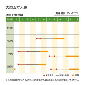 国華園 種 野菜たね ニンジン 大型五寸人参 ...の詳細画像4