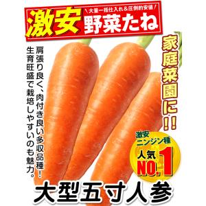 国華園 種 野菜たね ニンジン 大型五寸人参 ...の詳細画像2