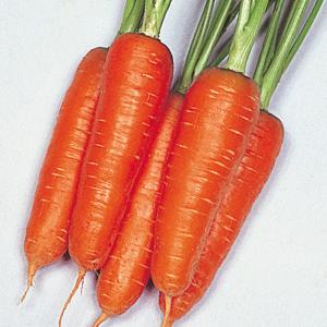 国華園 種 野菜たね ニンジン 大型五寸人参 ...の詳細画像1