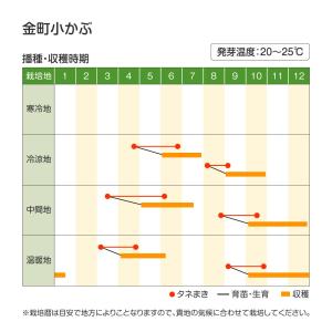 国華園 種 野菜たね カブ 金町小かぶ 1袋(...の詳細画像2
