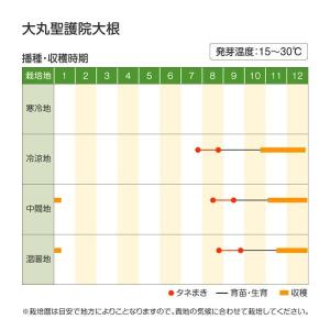 国華園 種 野菜たね ダイコン 大丸聖護院大根...の詳細画像2