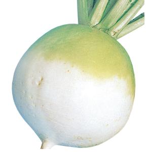 国華園 種 野菜たね ダイコン 大丸聖護院大根...の詳細画像1