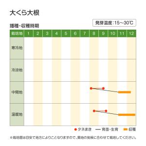 国華園 種 野菜たね ダイコン 大くら大根 1...の詳細画像2