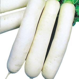 国華園 種 野菜たね ダイコン 大くら大根 1...の詳細画像1