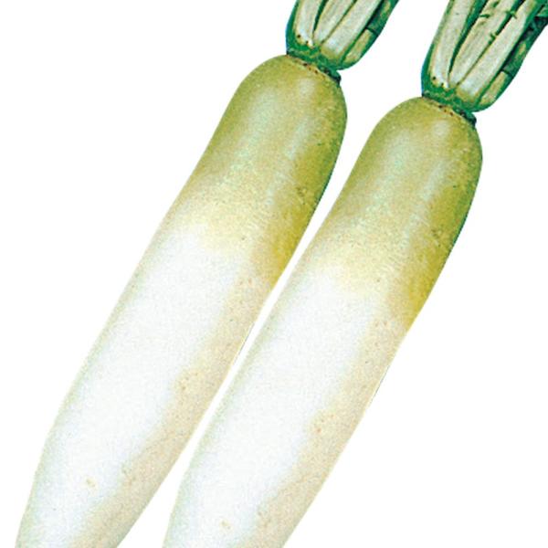 国華園 種 野菜たね ダイコン 早太り宮重大根 1袋（10ml） みやしげだいこん 大根 やさいの種