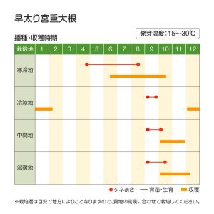 国華園 種 野菜たね ダイコン 早太り宮重大根...の詳細画像2
