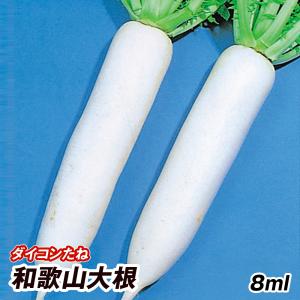 種 野菜たね ダイコン 和歌山大根 1袋(8ml)｜kokkaen