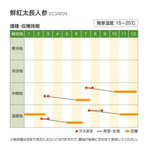 国華園 種 野菜たね ニンジン 鮮紅太長人参 ...の詳細画像1