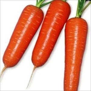 国華園 種 野菜たね ニンジン 越冬黒田五寸人参 1袋（8ml） 人参 やさいの種