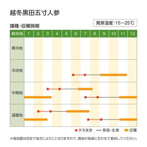 国華園 種 野菜たね ニンジン 越冬黒田五寸人...の詳細画像1