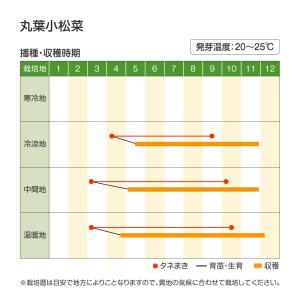 国華園 種 野菜たね 小松菜 丸葉小松菜 1袋...の詳細画像3