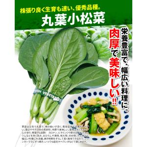 国華園 種 野菜たね 小松菜 丸葉小松菜 1袋...の詳細画像2