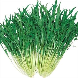 国華園 種 野菜たね 水菜 F1早生シャキ水菜 1袋（8ml） みずな やさいの種