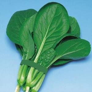 国華園 種 野菜たね 小松菜 F1早生黒葉小松菜 1袋（4ml） コマツナ やさいの種