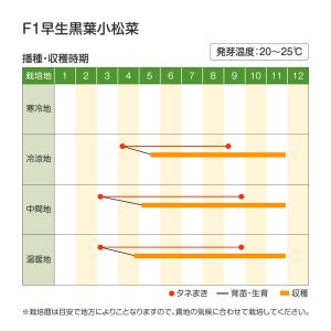 国華園 種 野菜たね 小松菜 F1早生黒葉小松...の詳細画像1