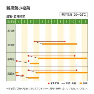 国華園 種 野菜たね 小松菜 新黒葉小松菜 1...の詳細画像1