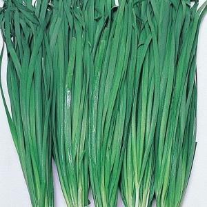 国華園 種 野菜たね ニラ 大葉にら 1袋（3ml） 韮 やさいの種