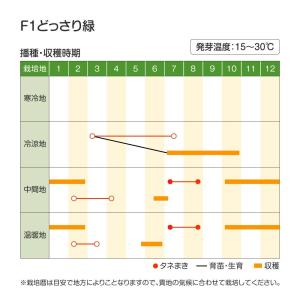 国華園 種 野菜たね ブロッコリー F1どっさ...の詳細画像3