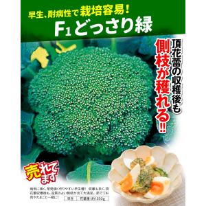 国華園 種 野菜たね ブロッコリー F1どっさ...の詳細画像2