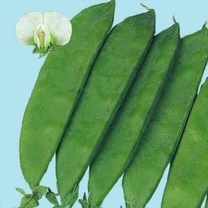 国華園 種 野菜たね マメ キヌサヤ 白花絹さや豌豆 1袋（25ml） 豆 絹莢 やさいの種