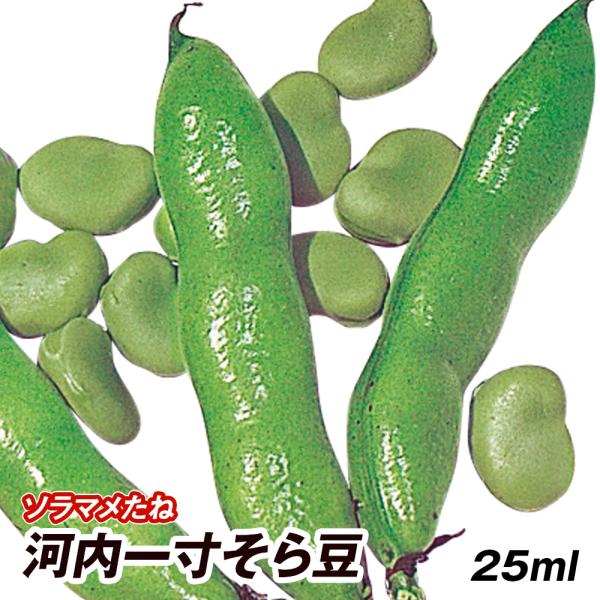 種 野菜たね マメ ソラマメ 河内一寸そら豆 1袋（25ml） 豆 空豆 蚕豆 野菜の種 国華園